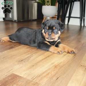 Bear, Rottweiler Puppy